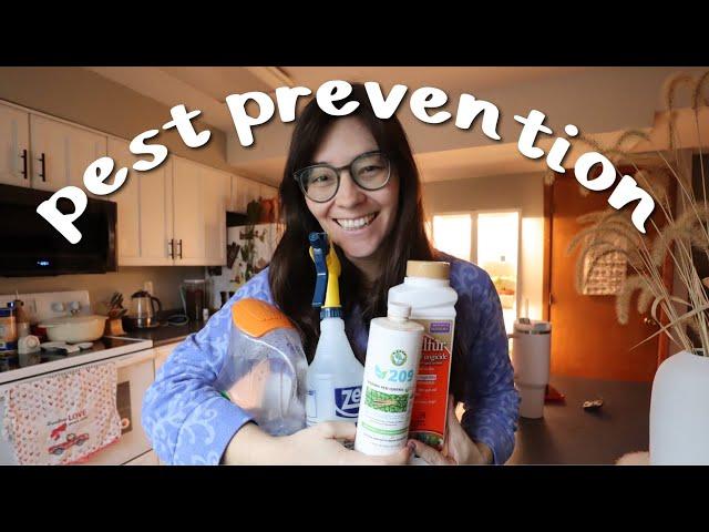 My houseplant pest prevention routine! | How I avoid pests on my houseplants