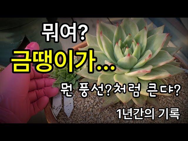 필독 ㅡ 폭풍 성장 마리아금 마무리  이야기~ 1, 2번 배합토 활용, 유용미생물, 식물의 생리를 이해 하고 목적에 맞는 시비방법, 엔힙엠지칼슘