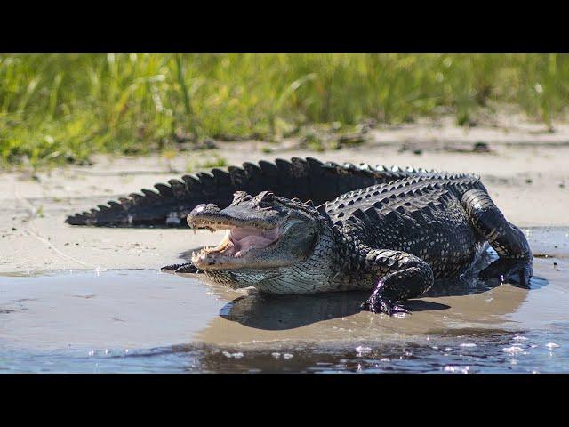 Instagator Air boat Rides with Captain Mike Channell NEW 12-30-2021