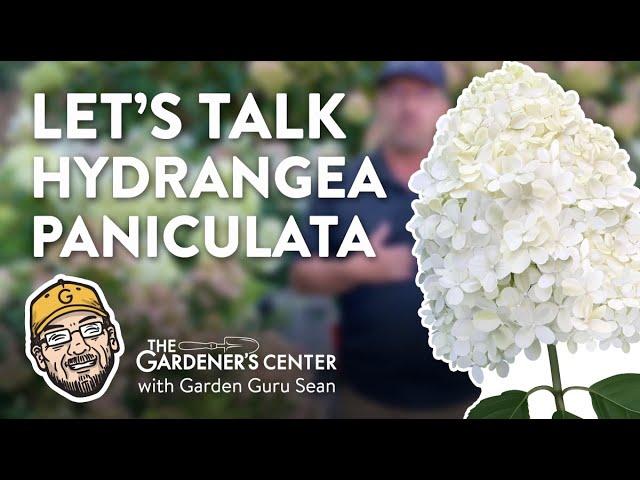 Let's Talk Hydrangea Paniculata, Fave Flowering Shrub ️ Garden Guru Sean at The Gardener's Center