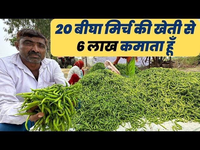 ताबड़तोड़ कमाई वाली खेती | Chilli farming | Mirch ki kheti kaise karen | मिर्च की खेती