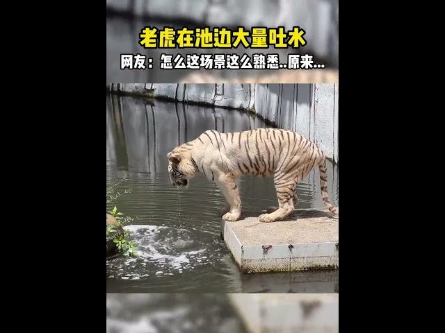 Tiger vomits a large amount of water by the pool 老虎在池边大量吐水  #animal【跟着图尔去旅行】