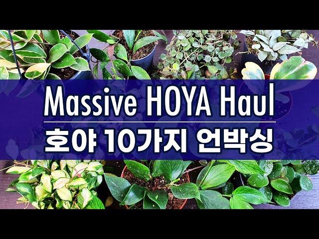 호야 10가지 하울 / 희귀 호야 식물 언박싱 / Massive Hoya Unboxing / 10 Rare Hoyas