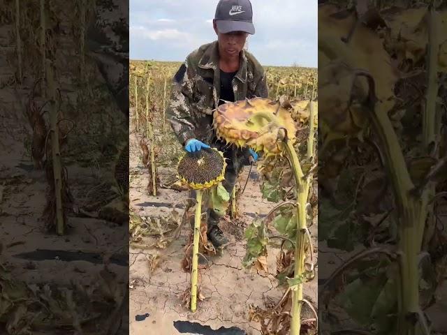 This Sunflower Harvest is Oddly SATISFYING & Kinda Badass!  #oddlysatisfying #asmr #farming
