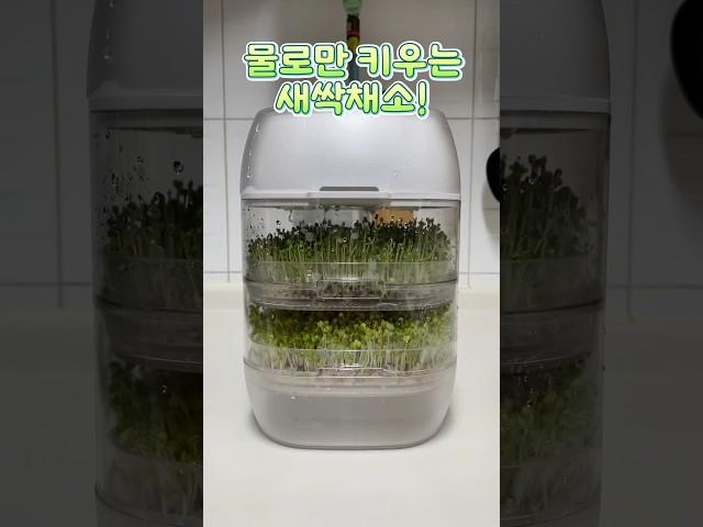 물로만 쉽게 키우는 새싹채소#shorts #sprout #새싹#수경재배 #키우기