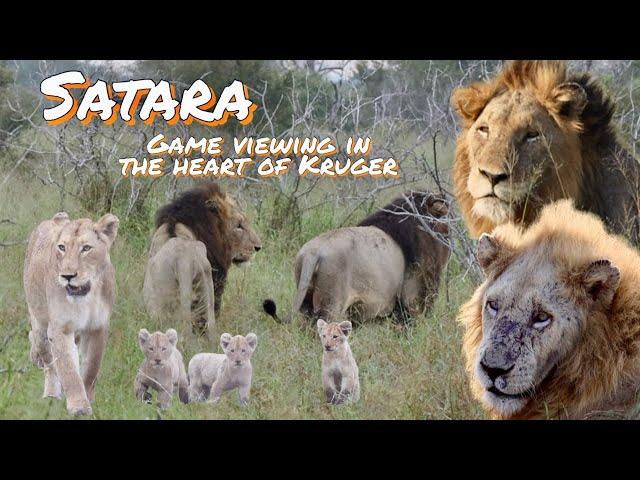 Hectic & Peaceful - Kruger National Park |The heart of Kruger | Scenic Wildlife & Nature | Ep 2 of 5