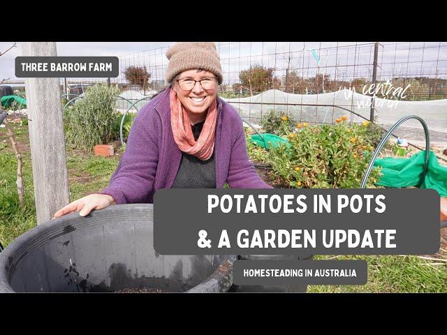 Veggie Garden Update & Potatoes in Pots: Central Victoria