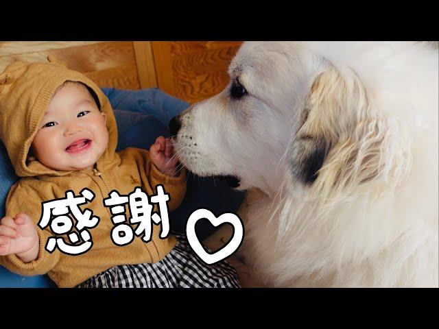 【ついに！】いつも山奥暮らしのシュシュをありがとうございます！｜グレートピレニーズ