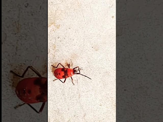 #shorts: The Viral Insect Video That Will Leave You in Shock