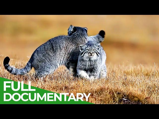 China Wild | Episode 3: The Grasslands | Free Documentary Nature