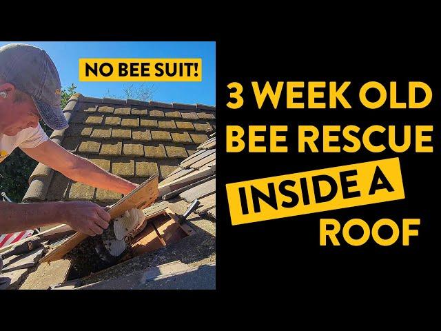 Would you stick your head inside a beehive? (Bee Roof Rescue)