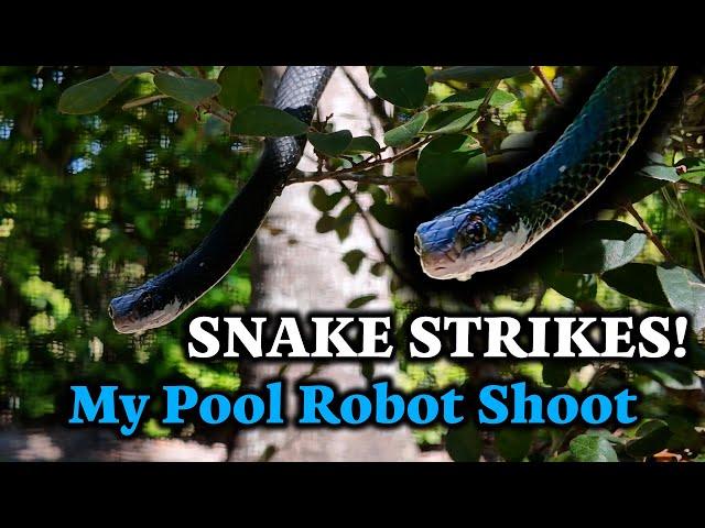 SNAKE STRIKES!  Black Racer Crashes My Pool Robot Shoot! (Unexpected Florida Wildlife!)