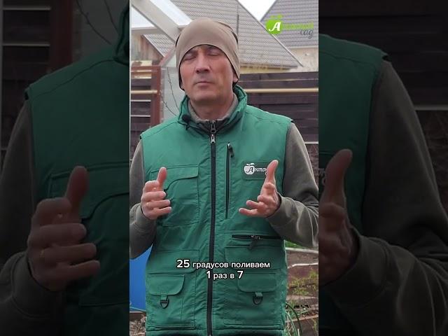 Как поливать лук? #антоновсад #лук #выращиваниеовощей
