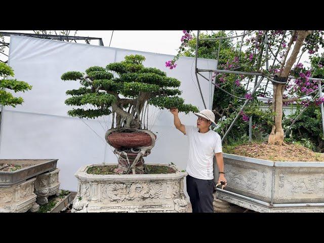 Chia sẻ báo giá cho ae một số tác phẩm cây cảnh bonsai Sanh-Duối-Hoa giấy(Mr Đại 0967828345)
