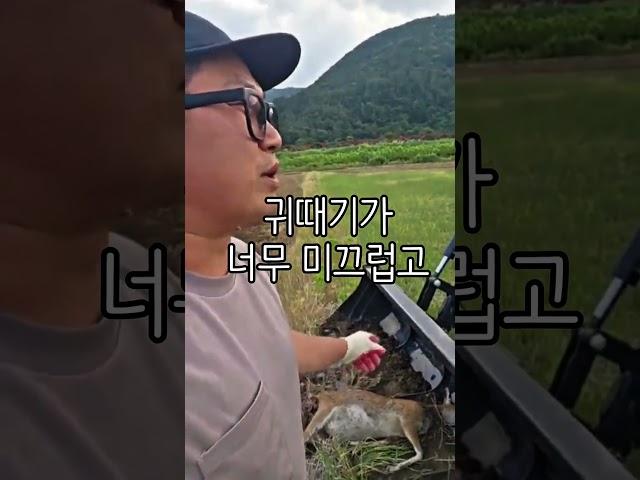 논에 일하는데 사체가? #청년농부진이