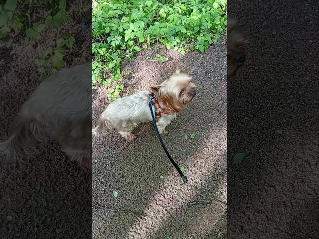 Френк в лесу