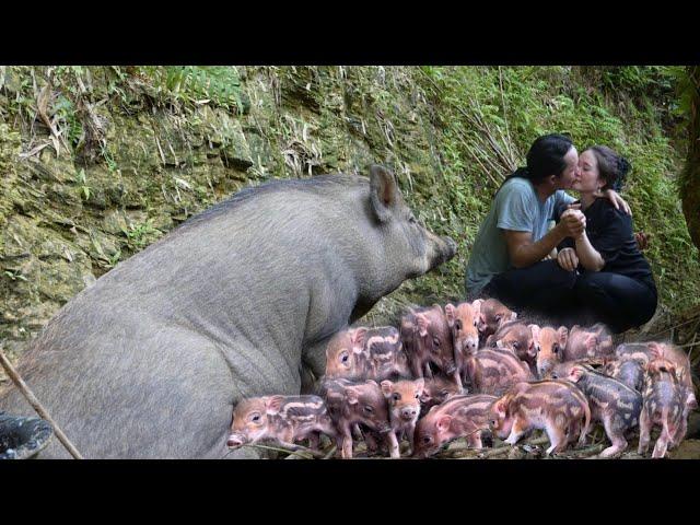 2 year living in forest, A new herd of wild boars is born before the wedding season