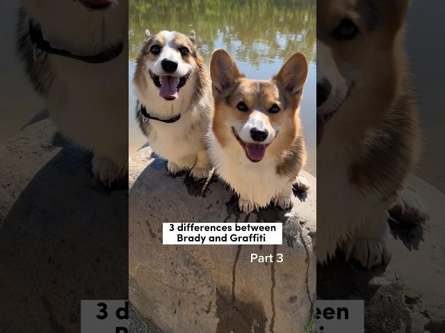 Difference Between My Two Corgis #corgi #dogs