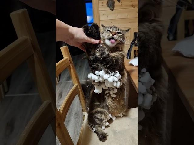 The cat Cloudberry brought snowballs