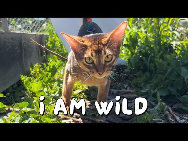 Abyssinian kitten goes outside for the first time | Ep 28