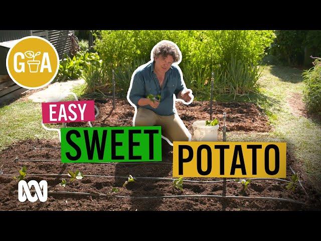 Bumper Crop to Plant NOW | Growing Fruit and Vegies | Gardening Australia