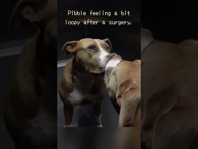 Pibble feeling a bit loopy after a surgery.