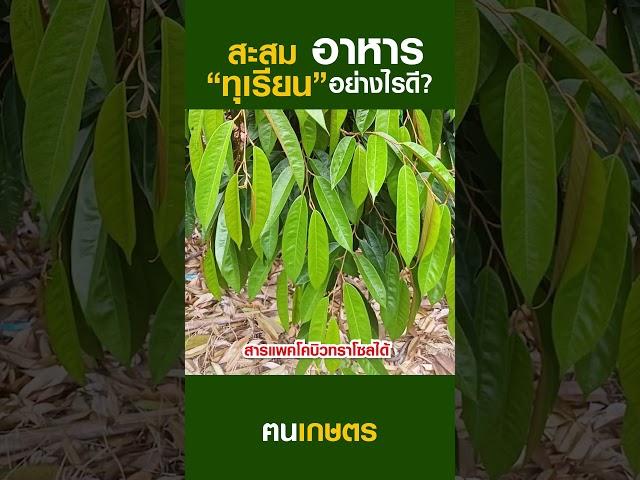 สะสมอาหารทุเรียนอย่างไรดี? #ฅนเกษตร  #ปลูกทุเรียน #สะสมอาหารทุเรียน #ปุ๋ยสะสมอาหาร #แพคโคบิวทราโซล