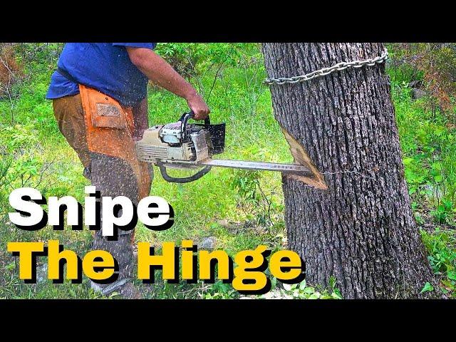 How To Cut Down a Dangerous Leaning Tree