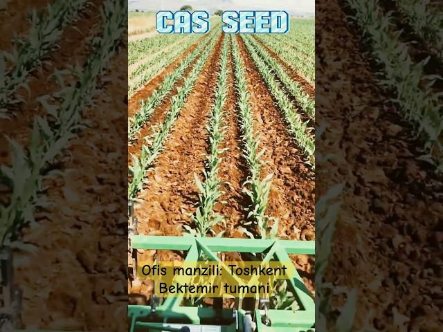 Cas Seed firmasini Rasmiy dokonlaridan oling Toshkent Bektemir tumani Tel +99833 301 90 90 #casseed