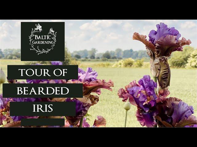 Tour of my Bearded iris. How to grow bearded iris. Iris in the garden. Baltic Gardening