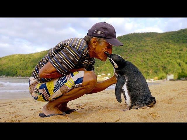 Jinjing The Penguin - Swims 5000 Miles Every Year To Visit The Man Who Saved Him