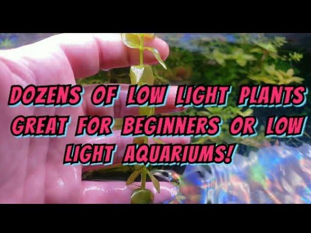 30 Of The Best Aquarium Stem Plants  - Low / Medium Light + Low Tech. Great Basic Introduction List