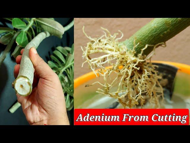 Simple Way To Grow Adenium From Cuttings || Desert Rose From Cuttings || Adenium Propagation