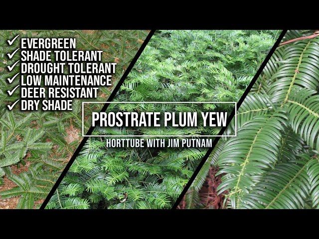 Prostrate Japanese Plum Yew / Perfect Groundcover