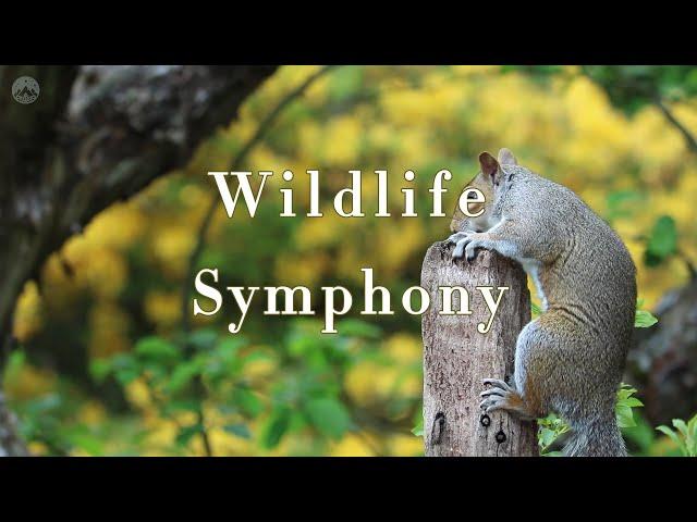 Wildlife Symphony : Music Makes Mind Haven