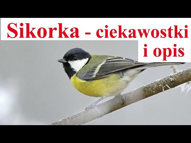 Sikorka - ciekawostki i opis