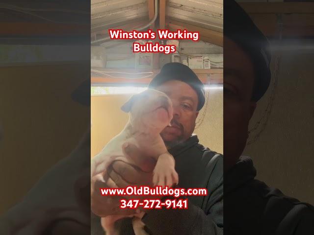 THE LEGEND OF ALL BULLDOGS 2.0 HAVE THE BEST WINSTON’S WORKING BULLDOGS PUPPIES SALES.