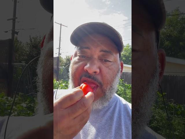 Eating Tomato From Tiny Urban Farm #tomatoes