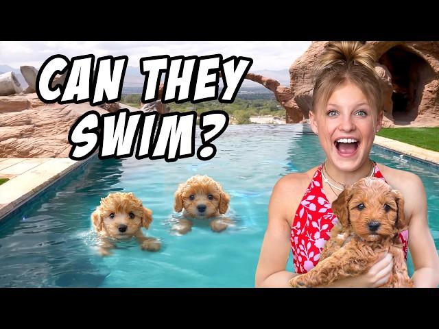 Teaching My PUPPIES To SWIM for the First Time!