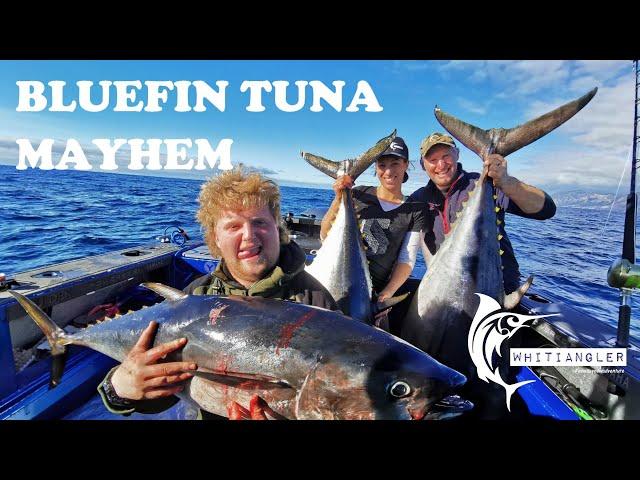 Bluefin Tuna Mayhem - Catching bucket list fish in our Stabicraft 2250 - Whitiangler Life