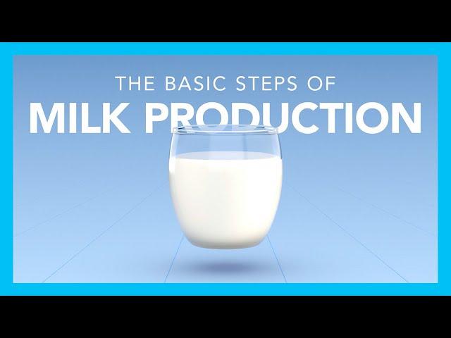 The basic steps of milk production