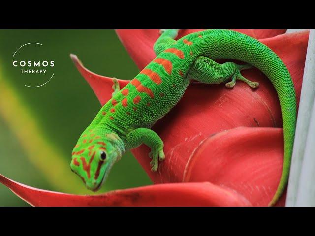 Amazing Facts About Geckos | A Short Documentary | Wildlife