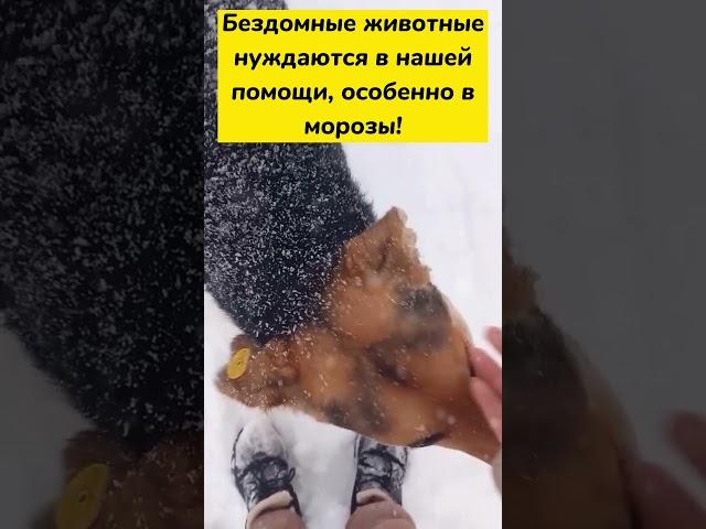 Бездомные животные нуждаются в нашей помощи, особенно в морозы!