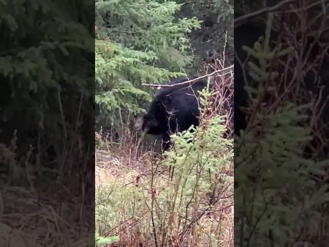 Bear hunting, Northern  Saskatchewan  , Brabant lake outfitters