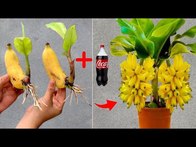 Simple ways to propagate bananas with Coca-Cola that anyone can do