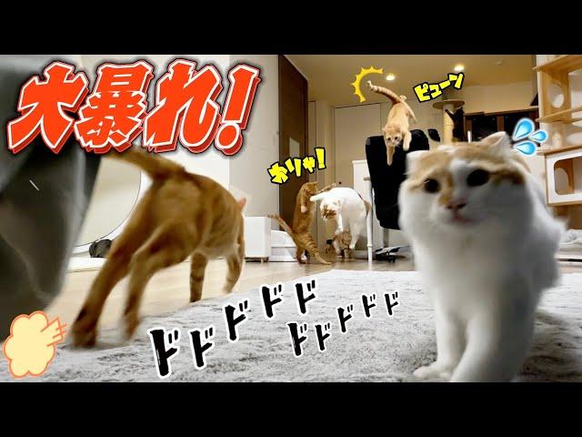 お留守番中の猫たちを隠し撮りしたら想像以上にやりたい放題ww