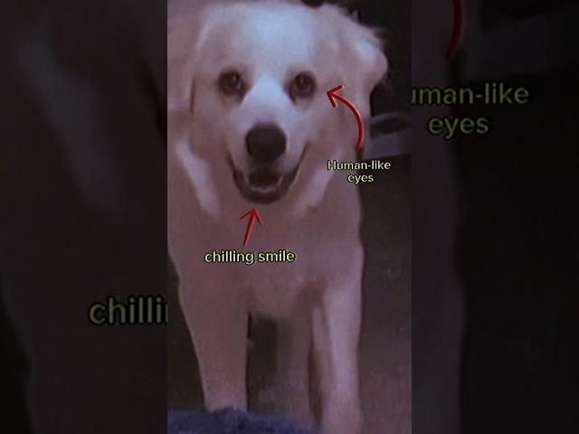 #skinwalker disguised as animals #creepy