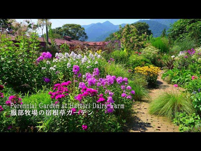 Der Staudengarten der Hattori Dairy Farm steht im Sommer in voller Blüte!