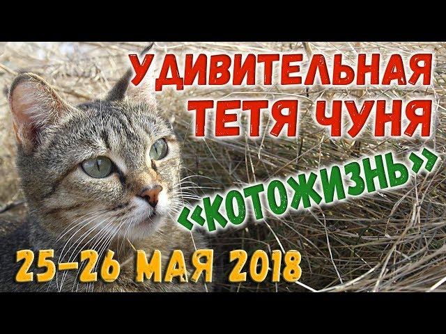 Удивительная Тетя Чуня  КОТОЖИЗНЬ! 25-26 мая 2018