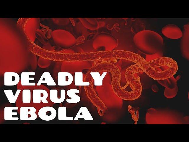 The Truth About the Deadly Virus Ebola | The Logical Monk